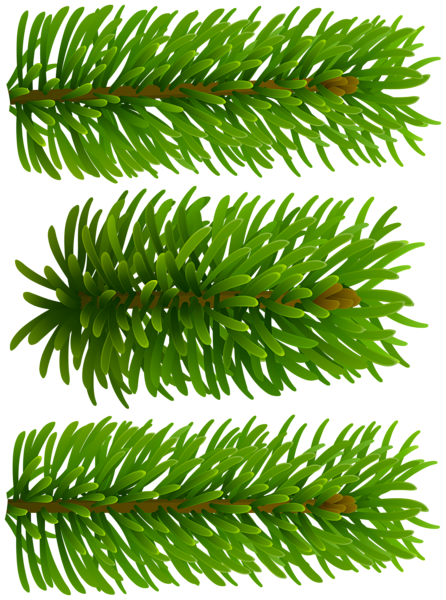 This png image - Beautiful Pine Branches Clip Art Image, is available for free download