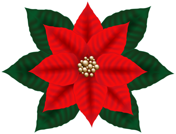 This png image - Christmas Poinsettia Clip Art Image, is available for free download