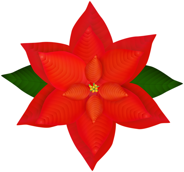 This png image - Christmas Poinsettia PNG Clipart, is available for free download