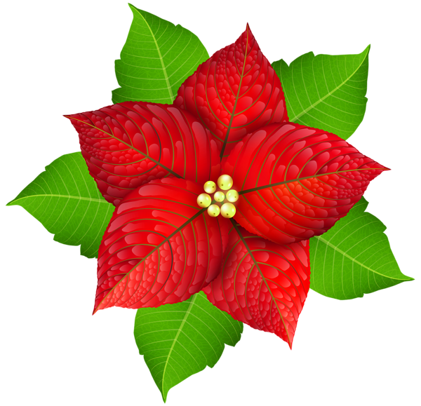 This png image - Christmas Poinsettia Transparent PNG Image, is available for free download