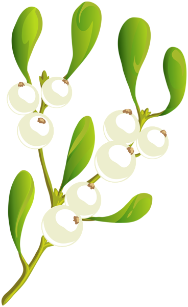 This png image - Christmas White Plant PNG Clip Art Image, is available for free download