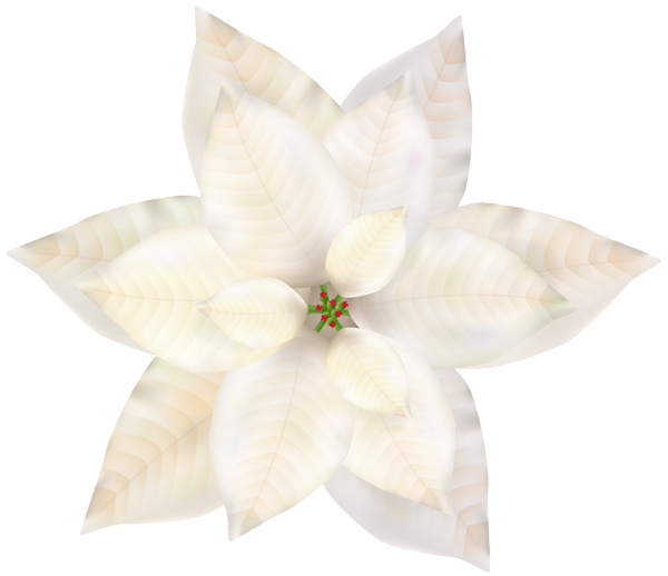 This png image - Christmas White Poinsettia PNG Clip Art, is available for free download