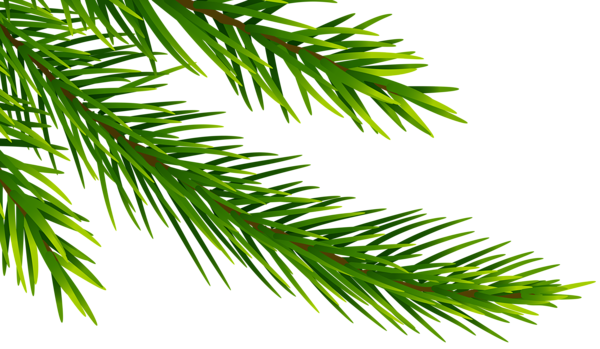 This png image - Corner Pine Branch PNG Clip Art Image, is available for free download