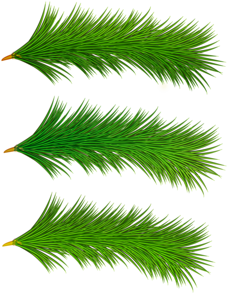 This png image - Decorative Pine Tree Branches PNG Clip Art, is available for free download