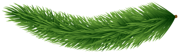 This png image - Fir Branch PNG Clipart, is available for free download