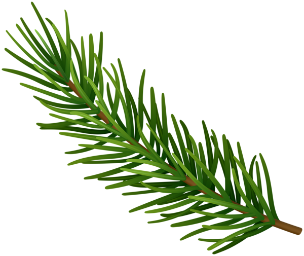 Fir Branch PNG Clipart | Gallery Yopriceville - High-Quality Free ...