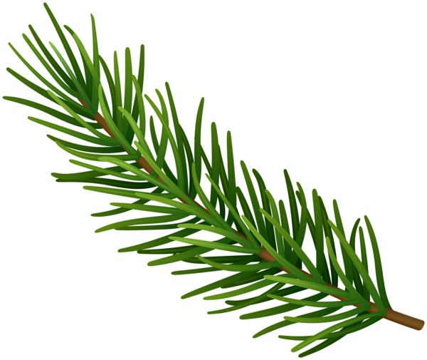 This png image - Fir Branch PNG Clipart, is available for free download