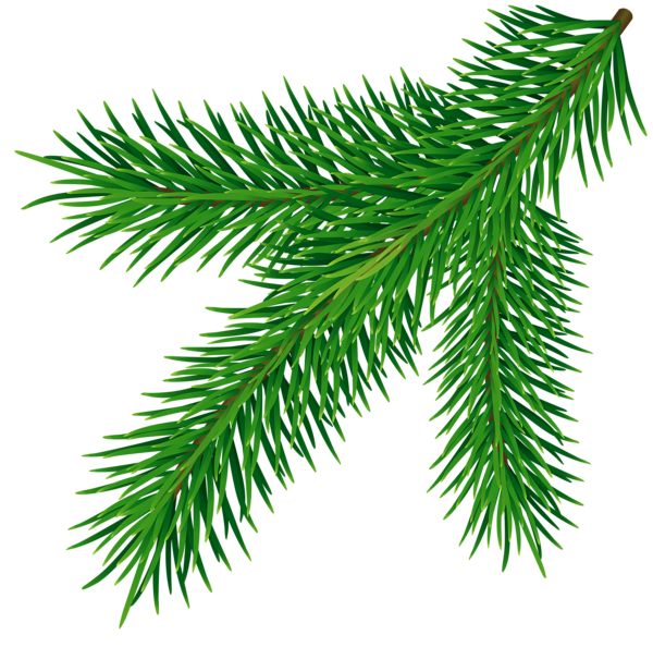 This png image - Fir Branch PNG Transparent Clipart, is available for free download