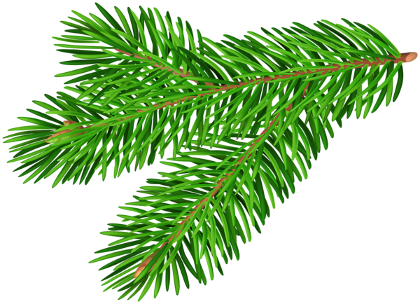 This png image - Fir Twig PNG Transparent Clipart, is available for free download