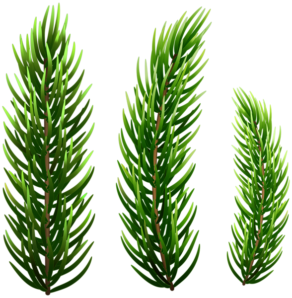 This png image - Fresh Fir Branch PNG Clipart, is available for free download