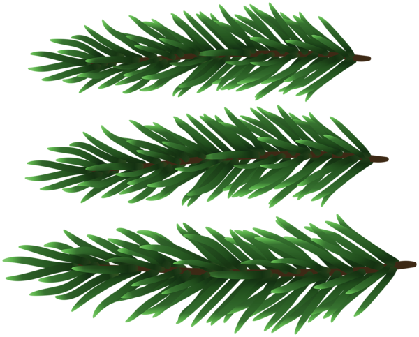 This png image - Fresh Pine Branches Deco Clipart, is available for free download