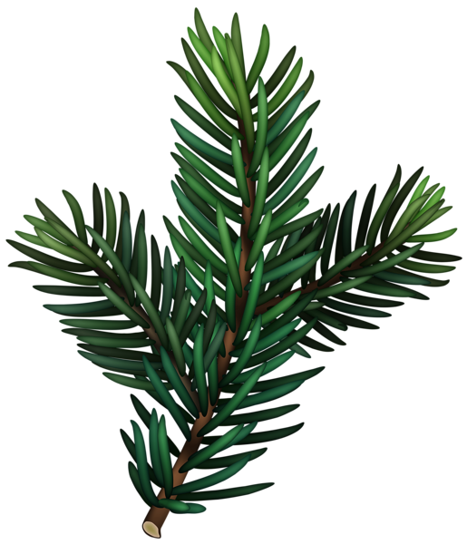 This png image - Green Pine Branch Transparent PNG Image, is available for free download