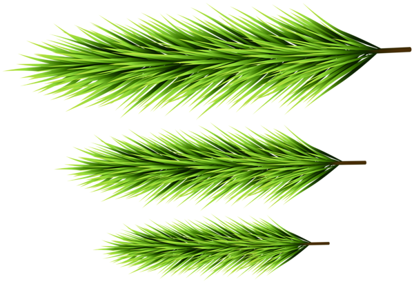 This png image - Green Pine Branches Set Clipart, is available for free download