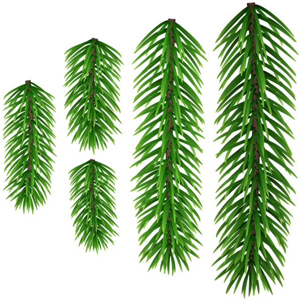 This png image - Green Pine Branches Transparent PNG Clip Art, is available for free download