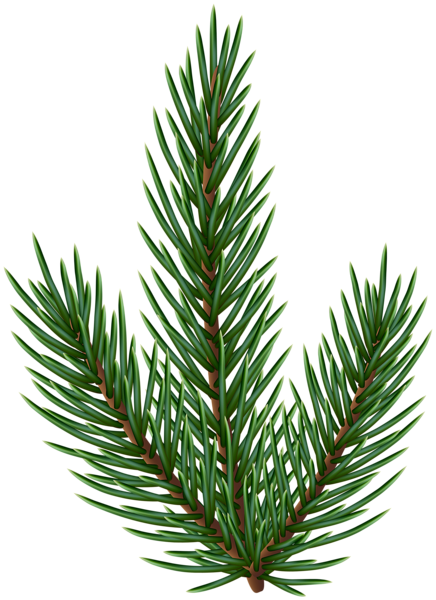 This png image - Green Pine Tree Branch PNG Clipart, is available for free download