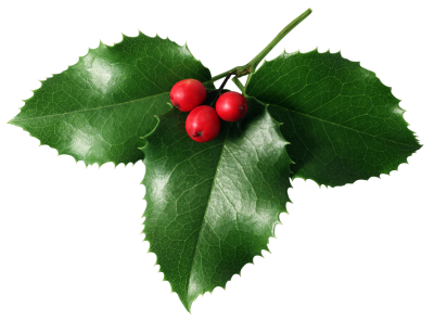This png image - Mistletoe PNG Picture, is available for free download
