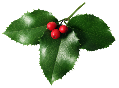 Free Xmas Clipart Of Mistletoe Mistletoe PNG Picture | Gallery Yopriceville - High ...