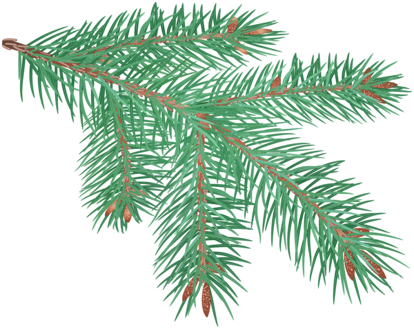 This png image - Pine Branch Clip Art Image, is available for free download