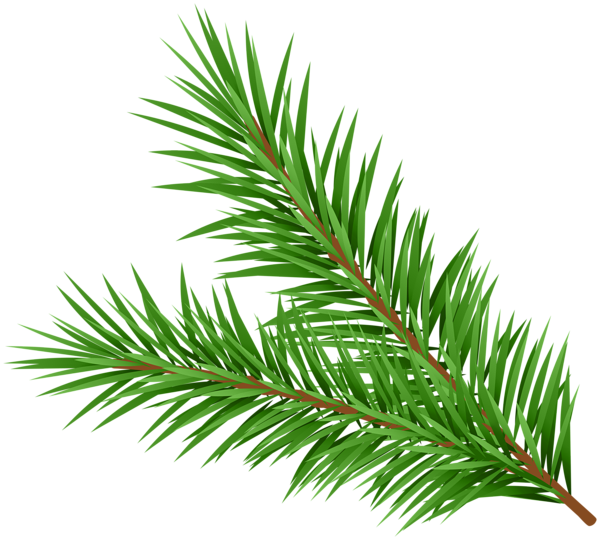 Pine Branch Decorative Clipart | Gallery Yopriceville - High-Quality ...