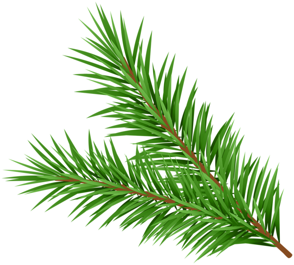 This png image - Pine Branch Decorative Clipart, is available for free download