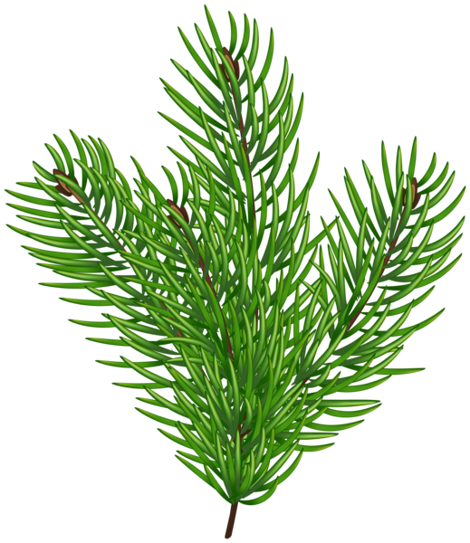 This png image - Pine Branch Green Clip Art Image, is available for free download
