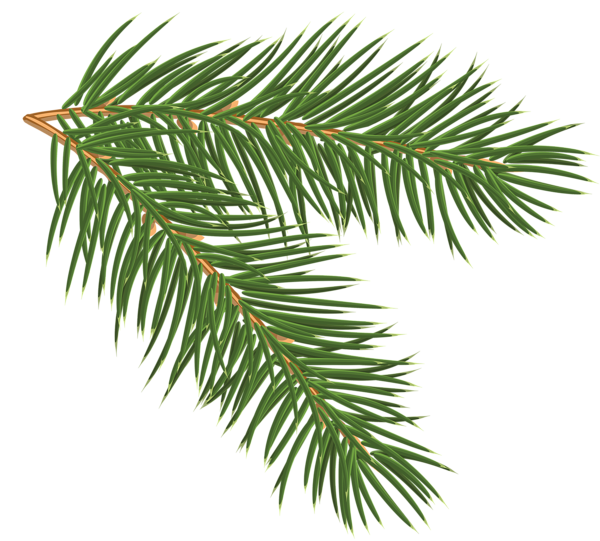 This png image - Pine Branch PNG Clip-Art Image, is available for free download