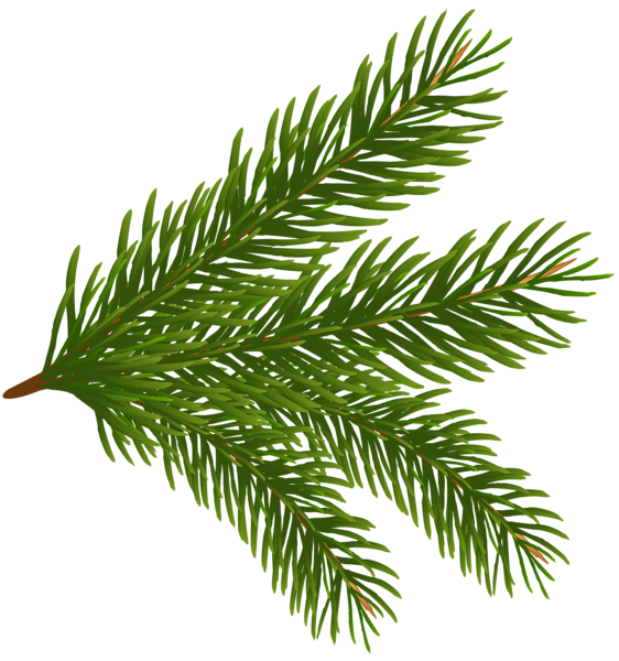 This png image - Pine Branch PNG Clipart, is available for free download