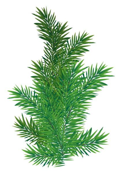 Pine Branch PNG Picture | Gallery Yopriceville - High-Quality Images