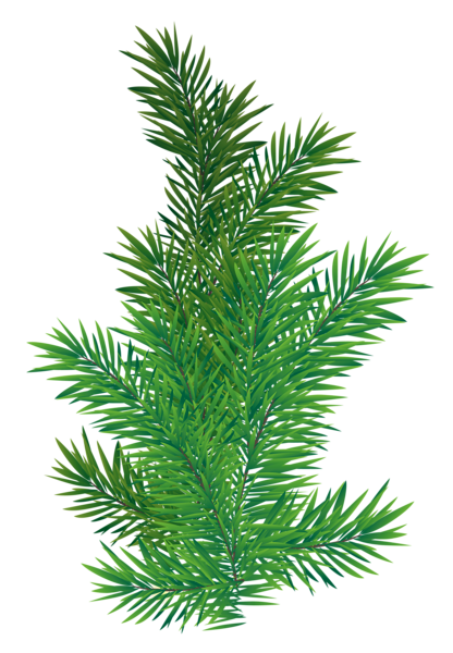 This png image - Pine Branch PNG Picture, is available for free download