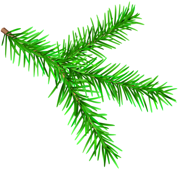 This png image - Pine Branch PNG Transparent Clipart, is available for free download