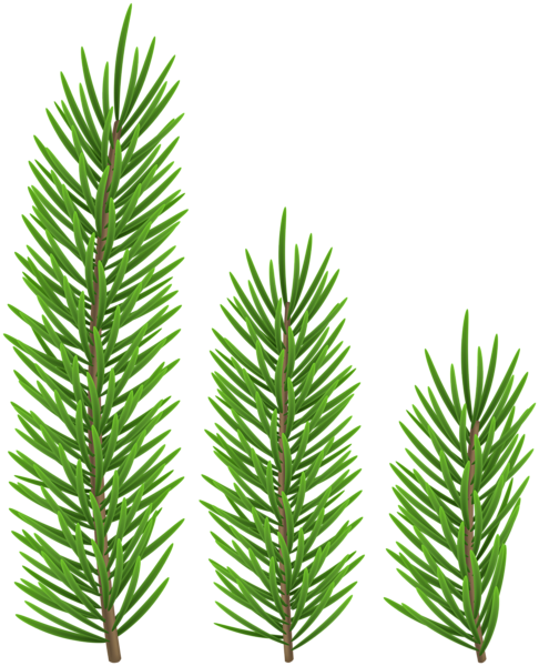 This png image - Pine Branch Set Clip Art, is available for free download