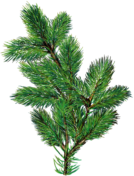 This png image - Pine Branch Transparent Image, is available for free download