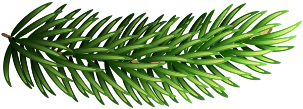 This png image - Pine Branch Transparent PNG Clip Art, is available for free download
