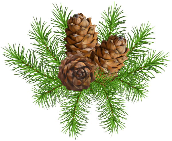This png image - Pine Branch with Cones PNG Clip Art Image, is available for free download