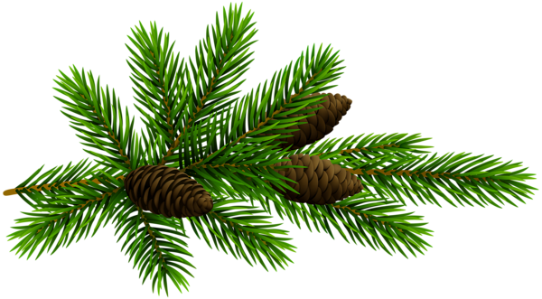 This png image - Pine Branchand Cones Transparent Clip Art, is available for free download