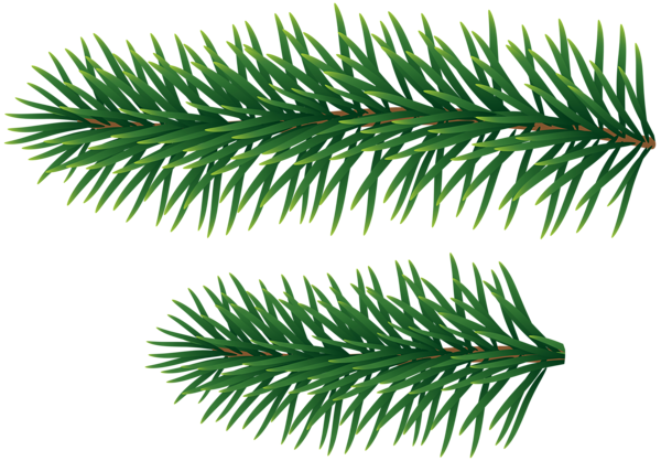 This png image - Pine Branches Clip Art, is available for free download
