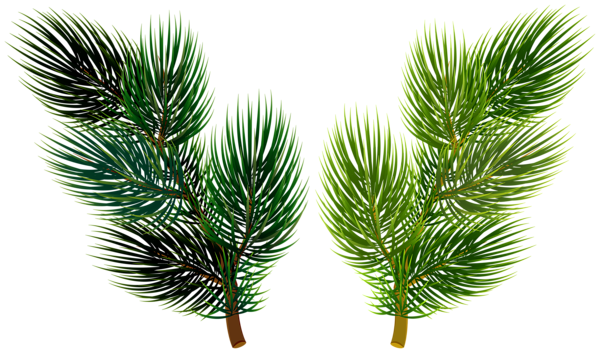 This png image - Pine Branches Clip Art Deco Image, is available for free download