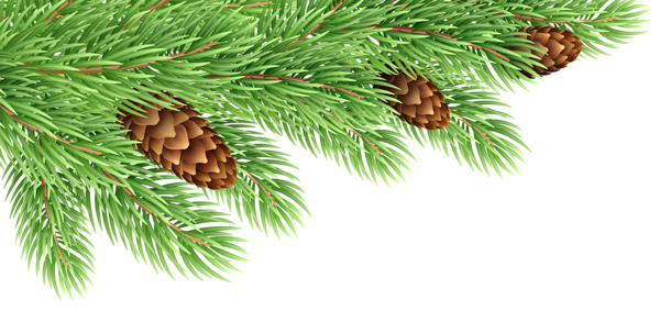 This png image - Pine Branches Decor Transparent Clip Art, is available for free download