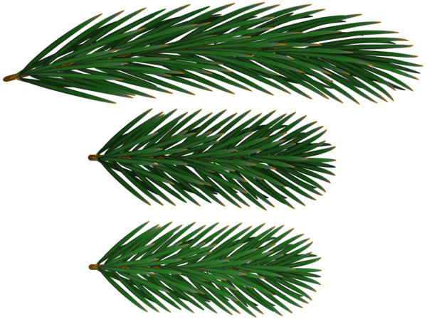 This png image - Pine Branches PNG Clip Art, is available for free download