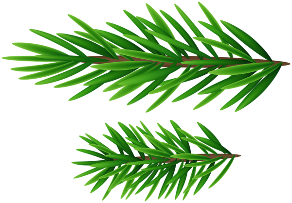 This png image - Pine Branches PNG Clipart, is available for free download