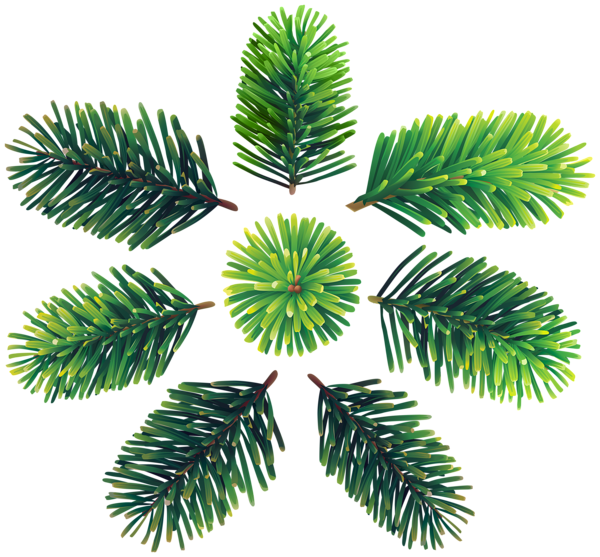 This png image - Pine Branches Set Clip Art Image, is available for free download