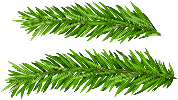 This png image - Pine Branches Set Clip Art Image, is available for free download