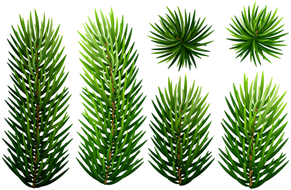 This png image - Pine Branches Transparent Clip Art, is available for free download