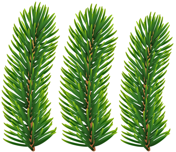 This png image - Pine Branches Transparent Image, is available for free download