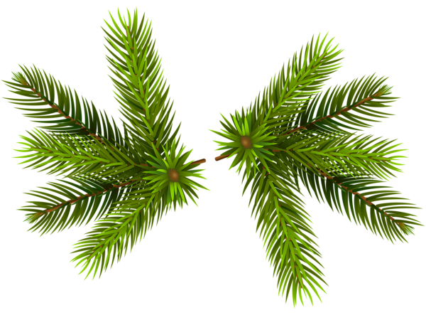 This png image - Pine Branches Transparent PNG Clip-Art Image, is available for free download