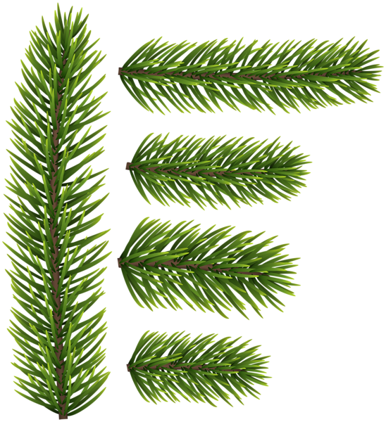 This png image - Pine Branches Transparent PNG Clip Art, is available for free download