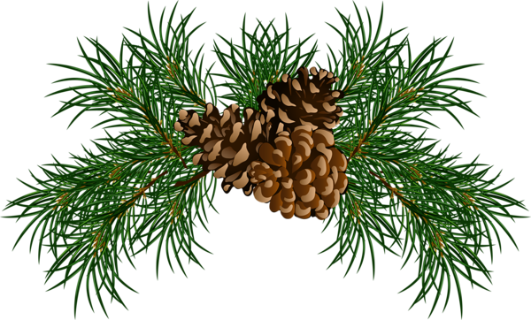 This png image - Pine Branches with Pine Cones PNG Picture, is available for free download