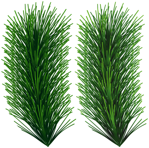 This png image - Pine Green Branches Clip Art, is available for free download