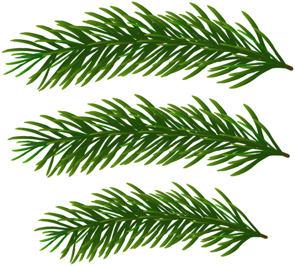 This png image - Pine Green Branches PNG Clipart, is available for free download