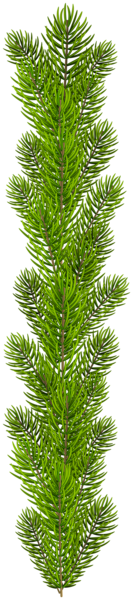 This png image - Pine Tree Branch PNG Clip Art Image, is available for free download